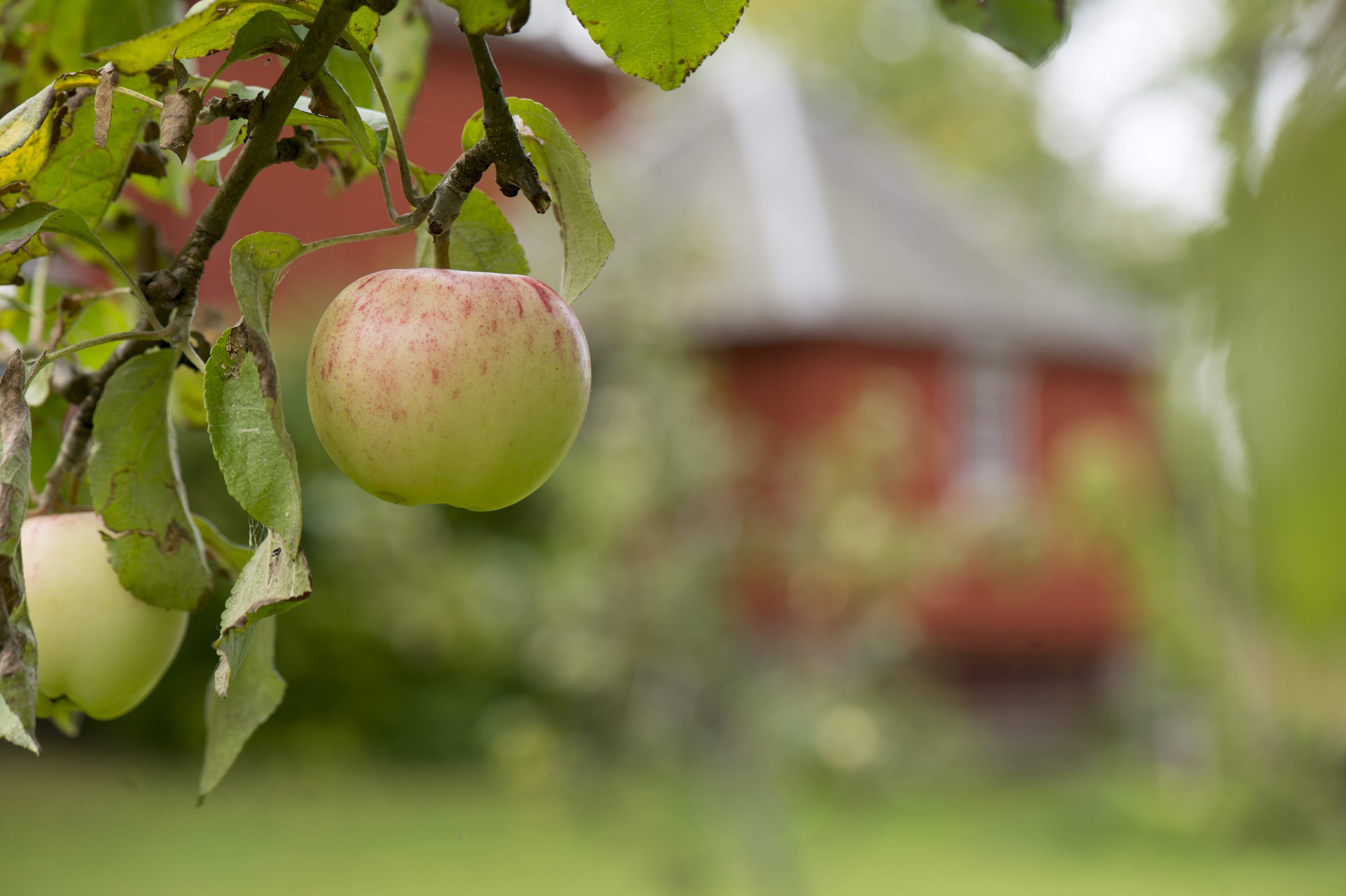 von Echstedtska gården, foto Lars Sjöqvist, äppleträd med utedass i bakgrund