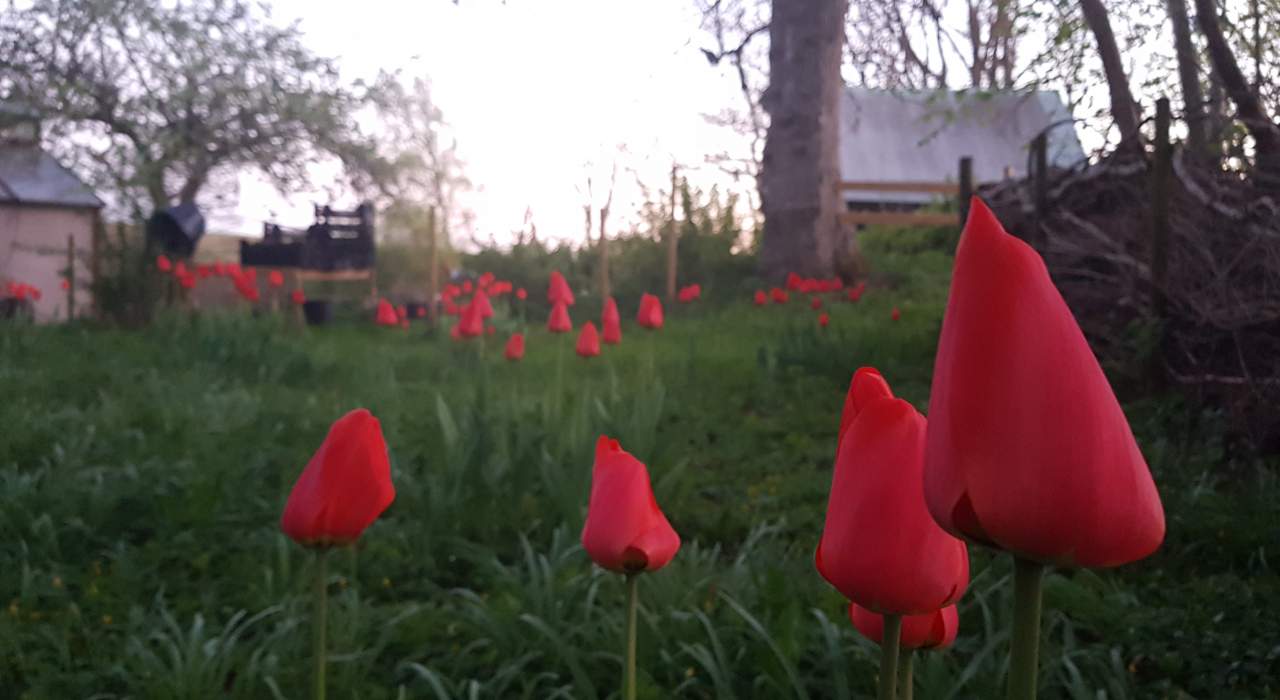 Röda tulpaner på gräsmatta